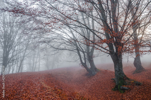  Beautiful colorful autumn forest  in cold foggy morning