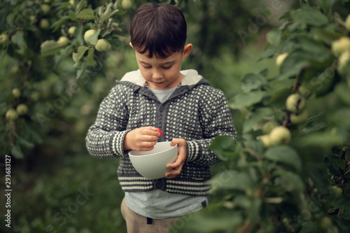adorable brunette boy taking berries from the bowl outdoors
