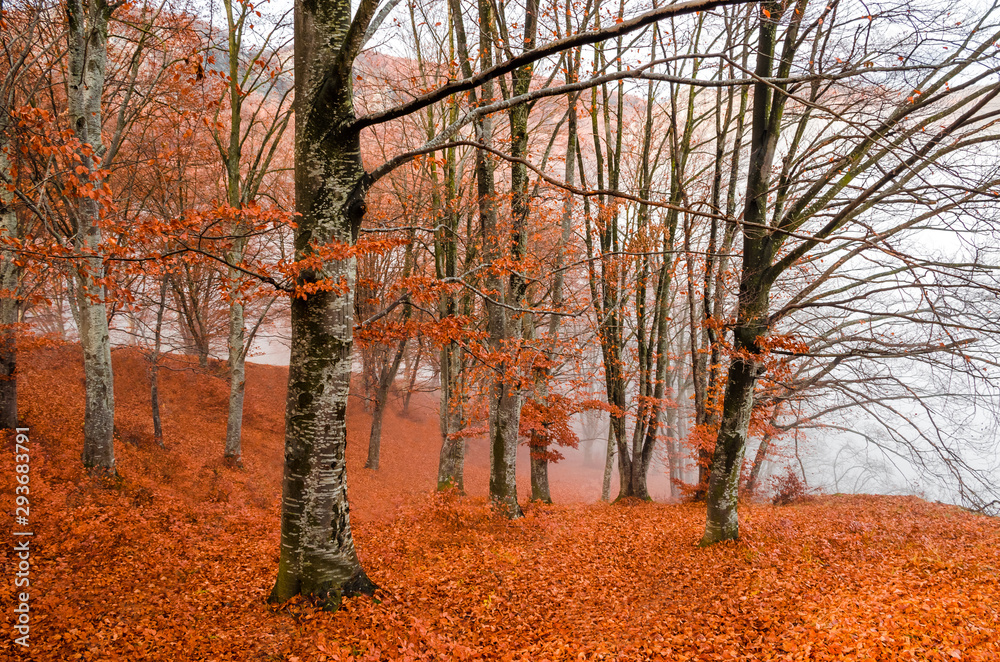 Beautiful colorful autumn forest, in cold foggy morning