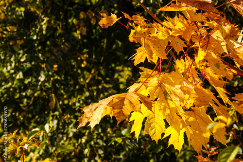 yellow leaves on trees in autumn