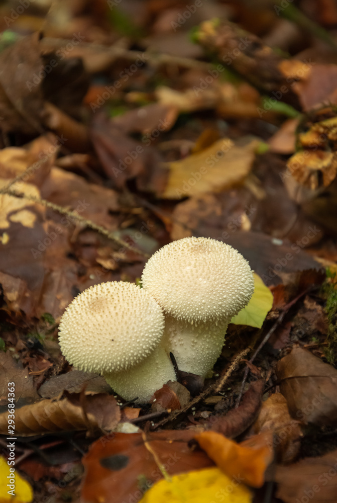 White mushroom in the forest. Lycoperdon perlatum. White mushroom in the forest. Lycoperdon perlatum.