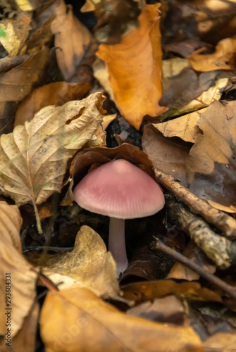 Mushrooms in autumn forest. Mushroom in the forest. Amanita phalloides. Blurred background. Close up Macro.