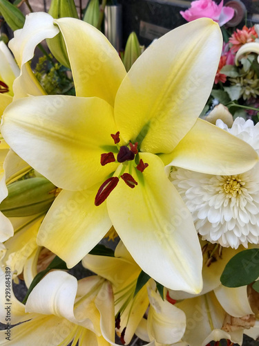 Flor natural blanca con rayos amarillos photo