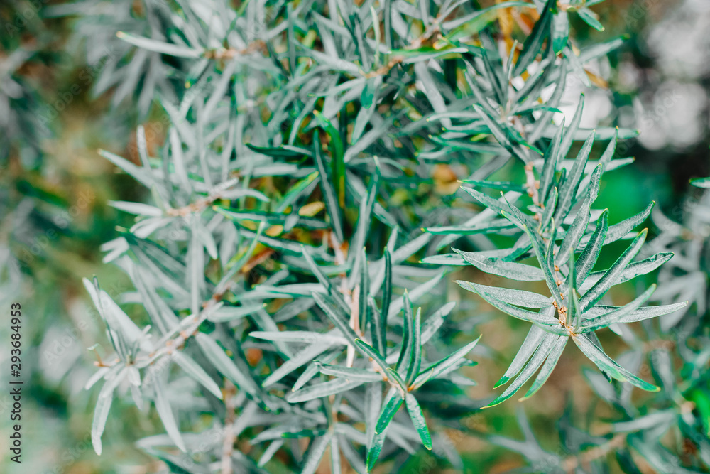 leaves of a malachite tree. leaves of a malachite tree.