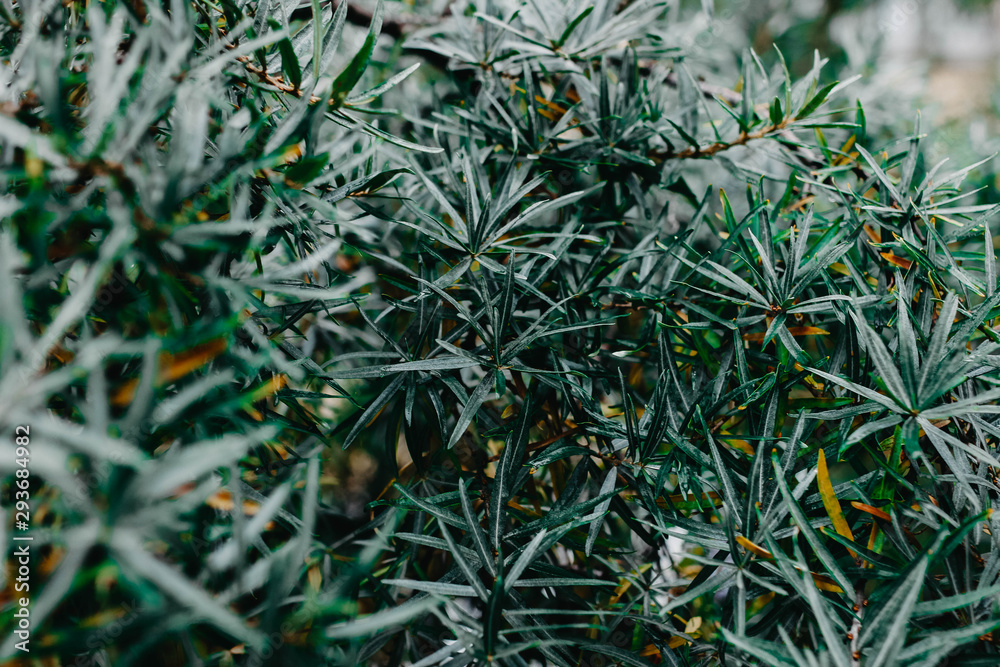 Fototapeta premium leaves of a malachite tree.