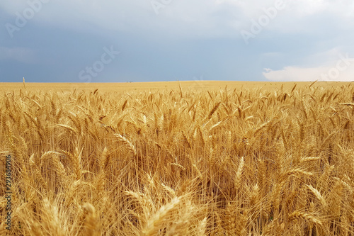 Wheat field before storm