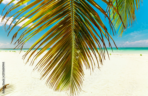 beautiful, gorgeous relaxing pretty inviting view on white sand tropical beach with fluffy green coconut palm leaf against tranquil turquoise ocean and blue sky background at Las Brujas Island, Cuba