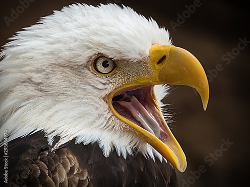 Alder Eagle 