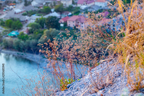 Wild steppe flowers and herbs growing on a high cliff above the river in the light of the setting sun.