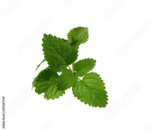 sprig of mint with green leaves isolated on a white background