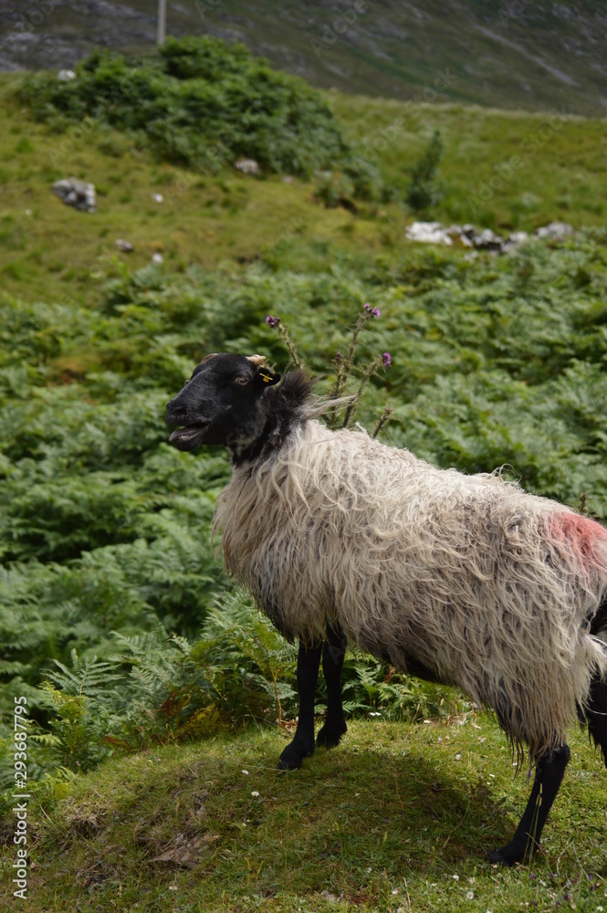 Fototapeta premium Sheep Ireland
