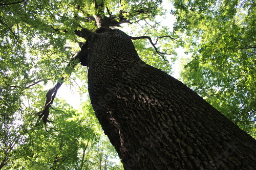 Bark of three hundred years old oak. Texture photo