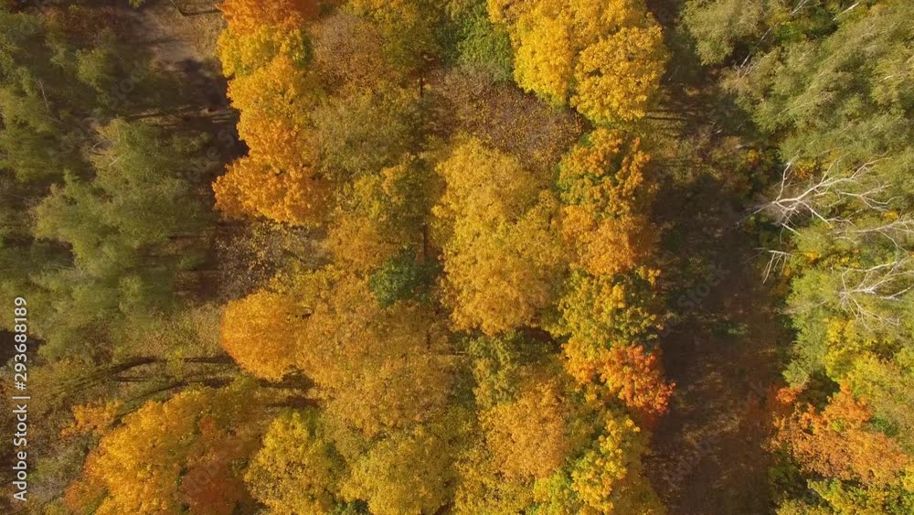 Flying above a stunning colorful treetops with turning leaves on sunny day. Beautiful autumn trees in yellow, orange and red forest on sunny autumn day. Fall foliage in autumn forest Flying above a stunning colorful treetops with turning leaves on sunny day. Beautiful autumn trees in yellow, orange and red forest on sunny autumn day. Fall foliage in autumn forest