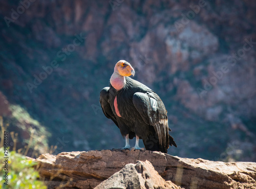 Εκτύπωση καμβά California Condor in the Grand Canyon