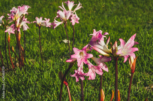 Pink amaryllis belladonna flowers on a field at the northern coast of Sao Miguel Island, Azores, Portugal photo