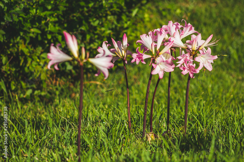 Pink amaryllis belladonna flowers on a field at the northern coast of Sao Miguel Island, Azores, Portugal