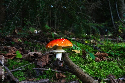 Single beautiful red toadstool mushroom in a moss in fairytale autumn forest. Copy space. Beautiful scene and colors, ground view. Edible, but only once. Very poisonous.