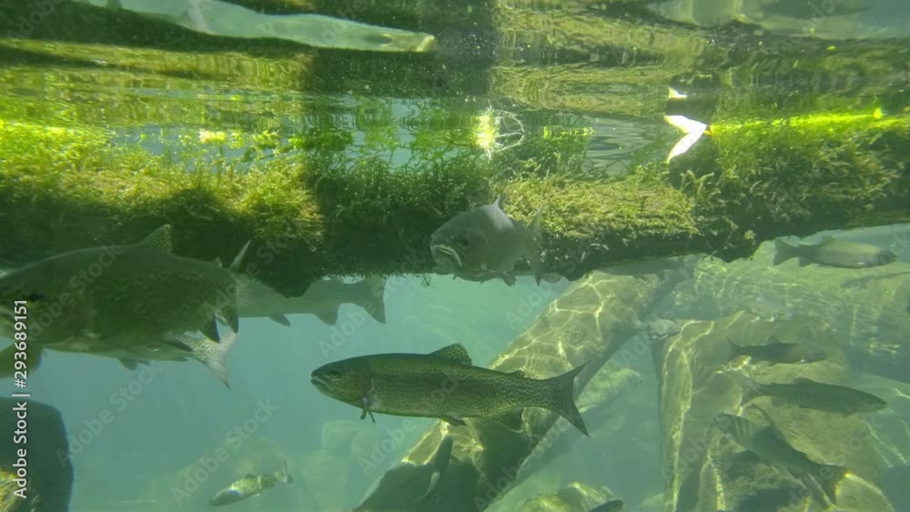 Rainbow trout under water waiting to be fished Rainbow trout under water waiting to be fished