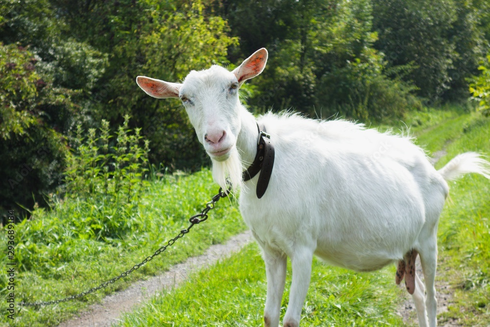 Fototapeta premium Funny white goat on chain grazing on a pasture on road.