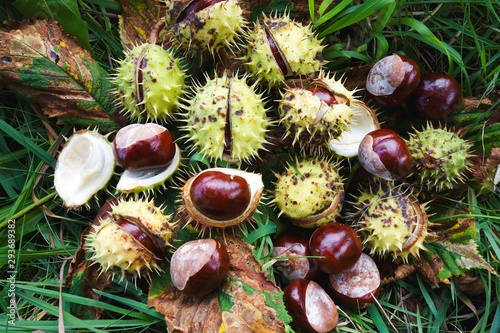 Brown horse chestnuts - aesculus hippocastanum, conker tree ripened fruits inside skin on the ground.