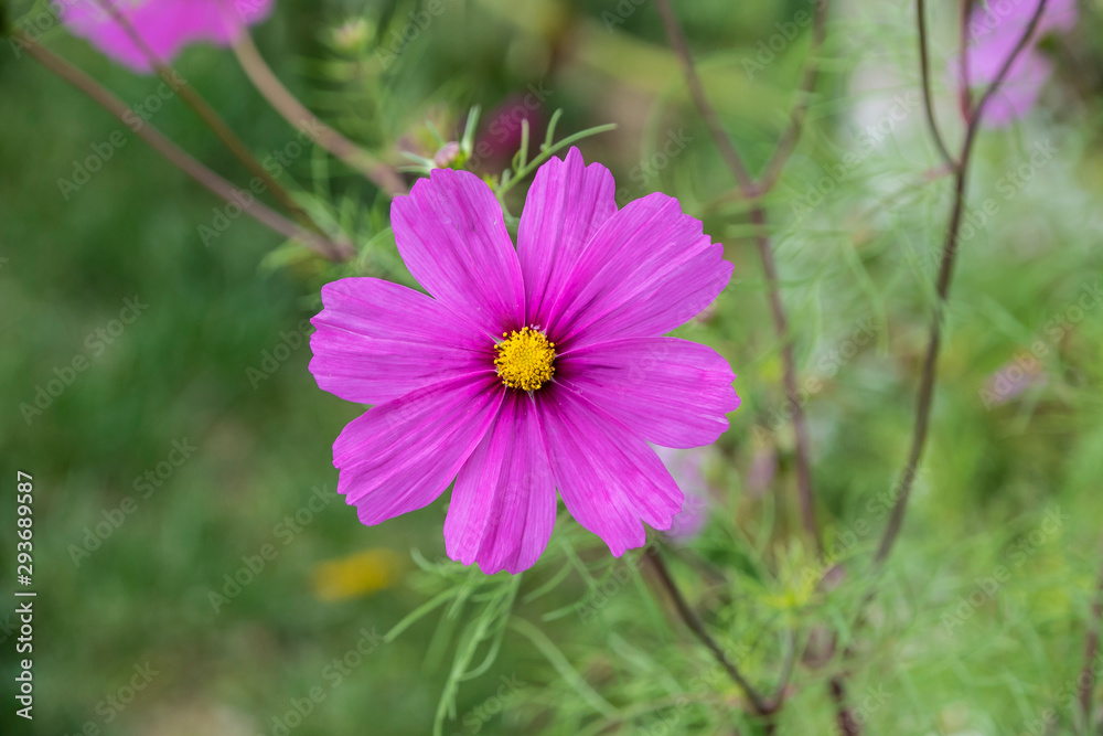 Summer flowers pink cosmos flowers - in Latin Cosmos Bipinnatus Summer flowers pink cosmos flowers - in Latin Cosmos Bipinnatus