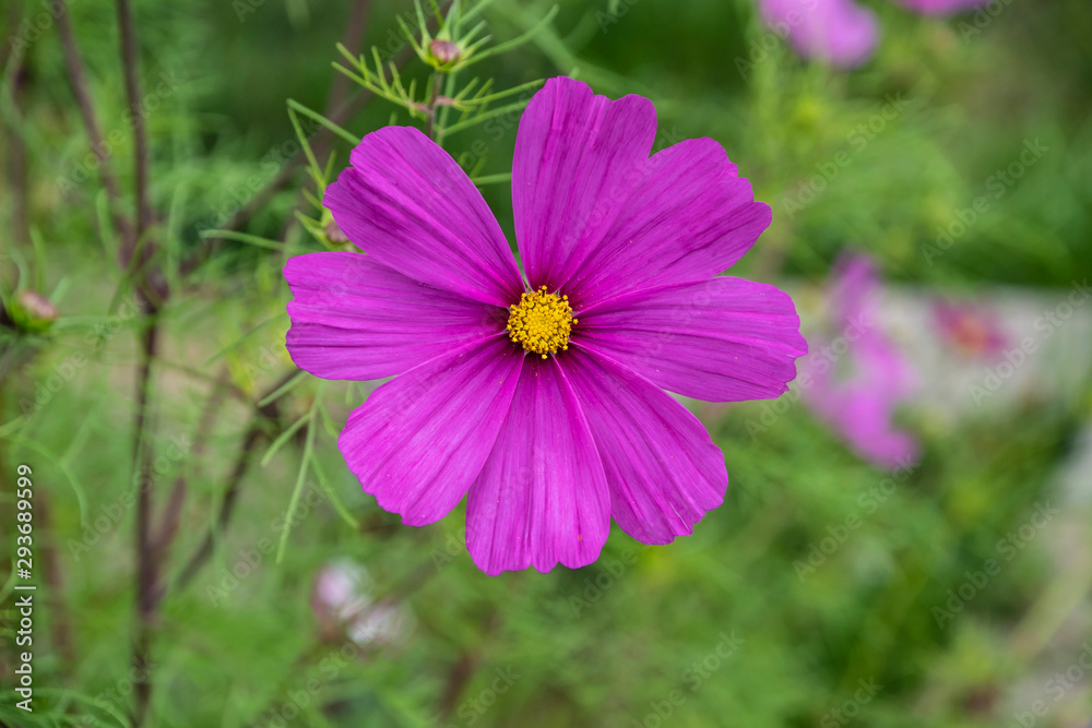 Summer flowers pink cosmos flowers - in Latin Cosmos Bipinnatus Summer flowers pink cosmos flowers - in Latin Cosmos Bipinnatus