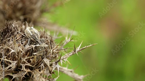 Weevil Curculionidae beetle (Larinus sp) on a dry thistle on a rainy day photo