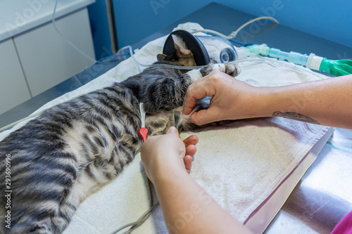Ecg electrode placing by a veterinarian on a sedated cat photo
