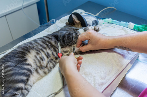 Ecg electrode placing by a veterinarian on a sedated cat