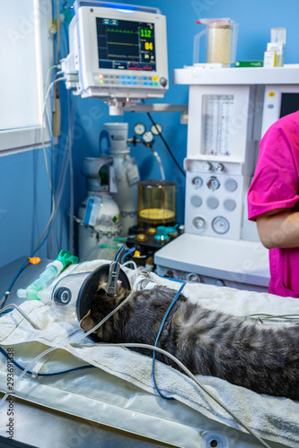 Ecg electrode placing by a veterinarian on a sedated cat