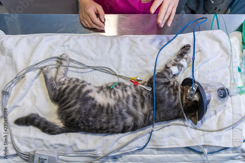 Ecg electrode placing by a veterinarian on a sedated cat