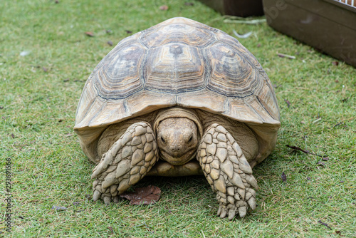 turtle on the grass