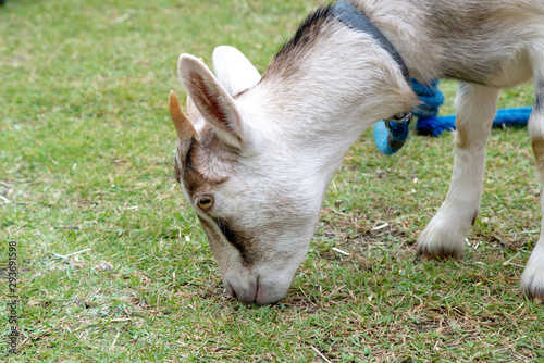 Schilderij op canvas white goat goat ruminating grass