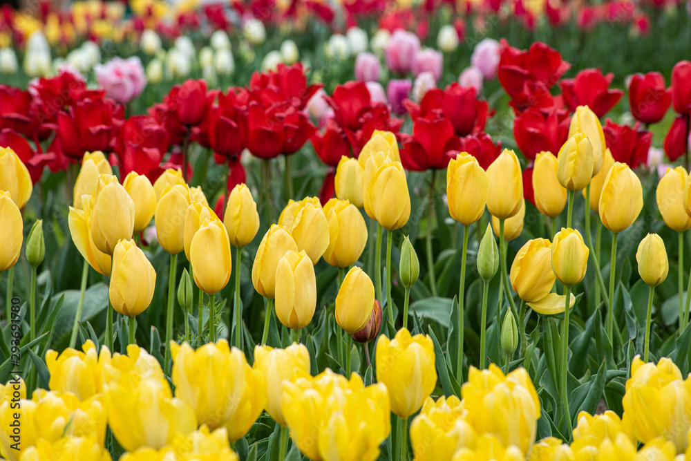 field of multicolors tulips