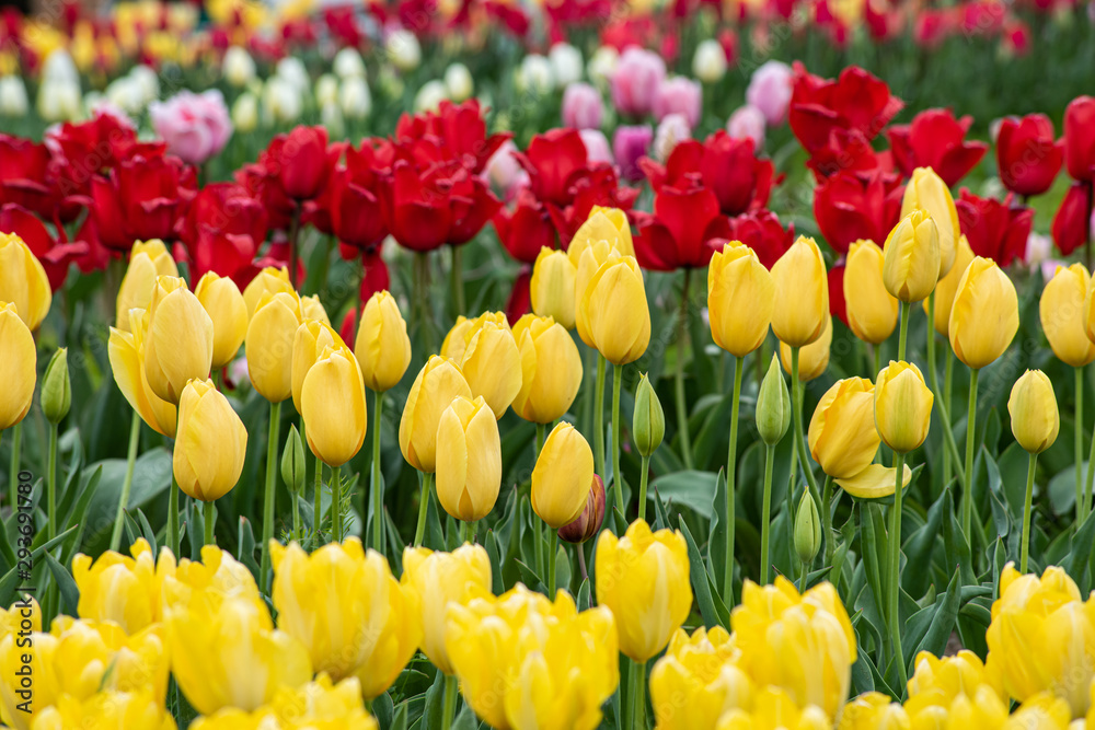 field of multicolors tulips field of multicolors tulips