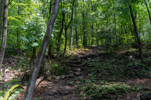 path in the forest