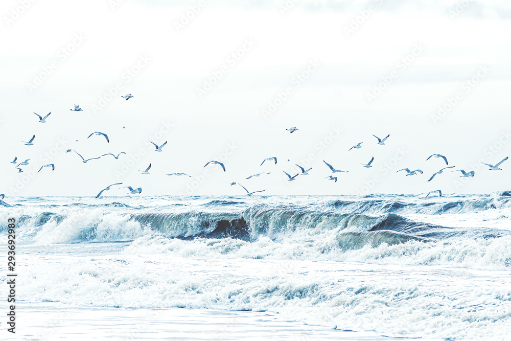 Fototapeta Viele Möwen fliegen über der Gischt der Nordsee