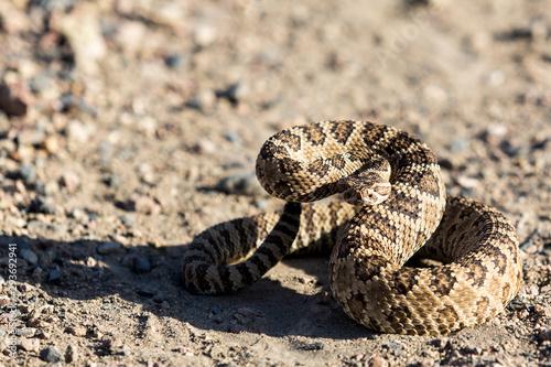 Angry coiled rattlesnake in nevada by pyramid lake