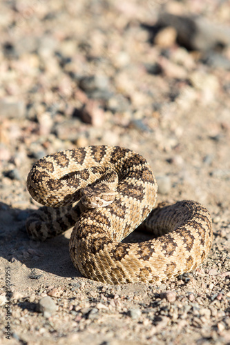 Angry coiled rattlesnake in nevada by pyramid lake