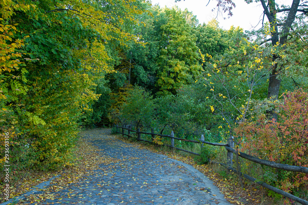 Obraz premium road in the forest