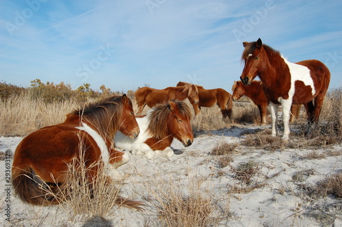Wild horses of Assateague Island  Worcester County  Maryland.