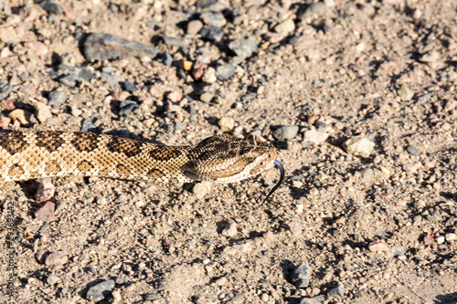 Close up view of rattlesnake on road in Nevada by pyramid lake