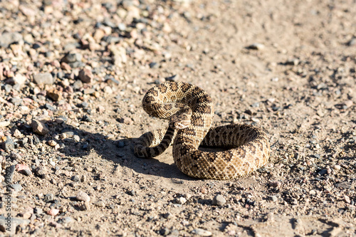 Angry coiled rattlesnake in nevada by pyramid lake