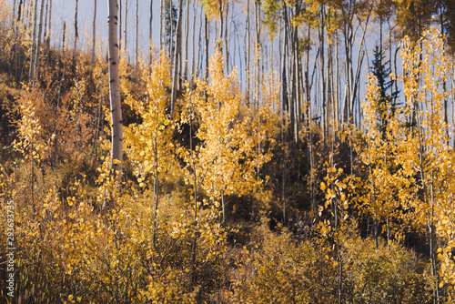 Aspen trees in Colorado during autumn. 