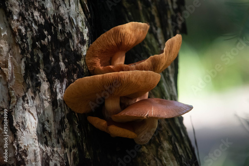Orange fungus on a tree