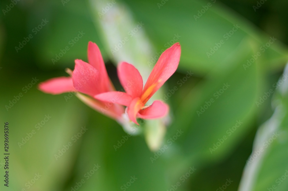 Fototapeta premium Flower Collection Frozen