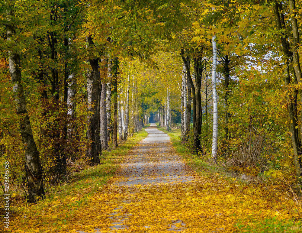 Picturesque shot of a beautiful empty walkway on a perfect day in autumn.