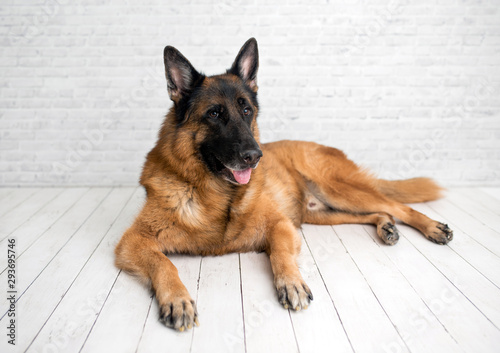 German Shepherd dog posing on white wood background and looking at a camera