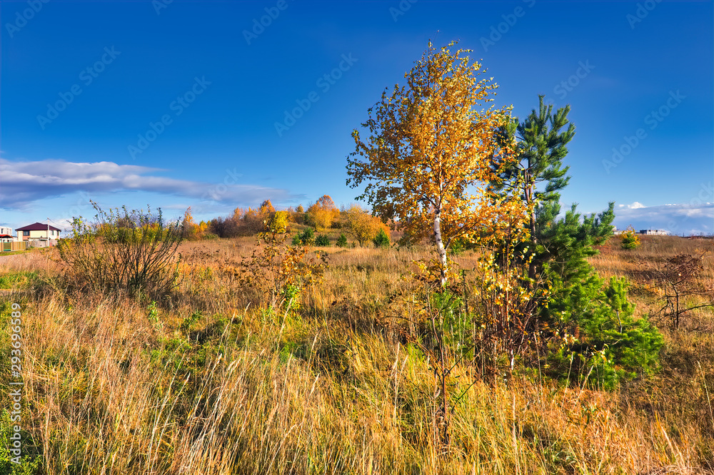 Autumn rural landscape. Yellowed grass in the meadow against the background of the forest and blue sky with beautiful clouds.