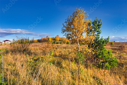 Autumn rural landscape. Yellowed grass in the meadow against the background of the forest and blue sky with beautiful clouds.